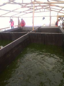 4 Ponds each with capacity of 500 tilapia