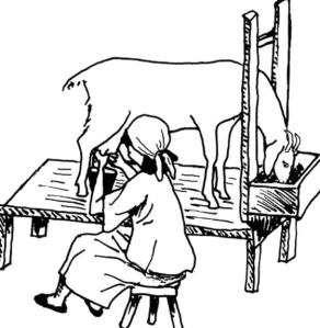 milking dairy goat