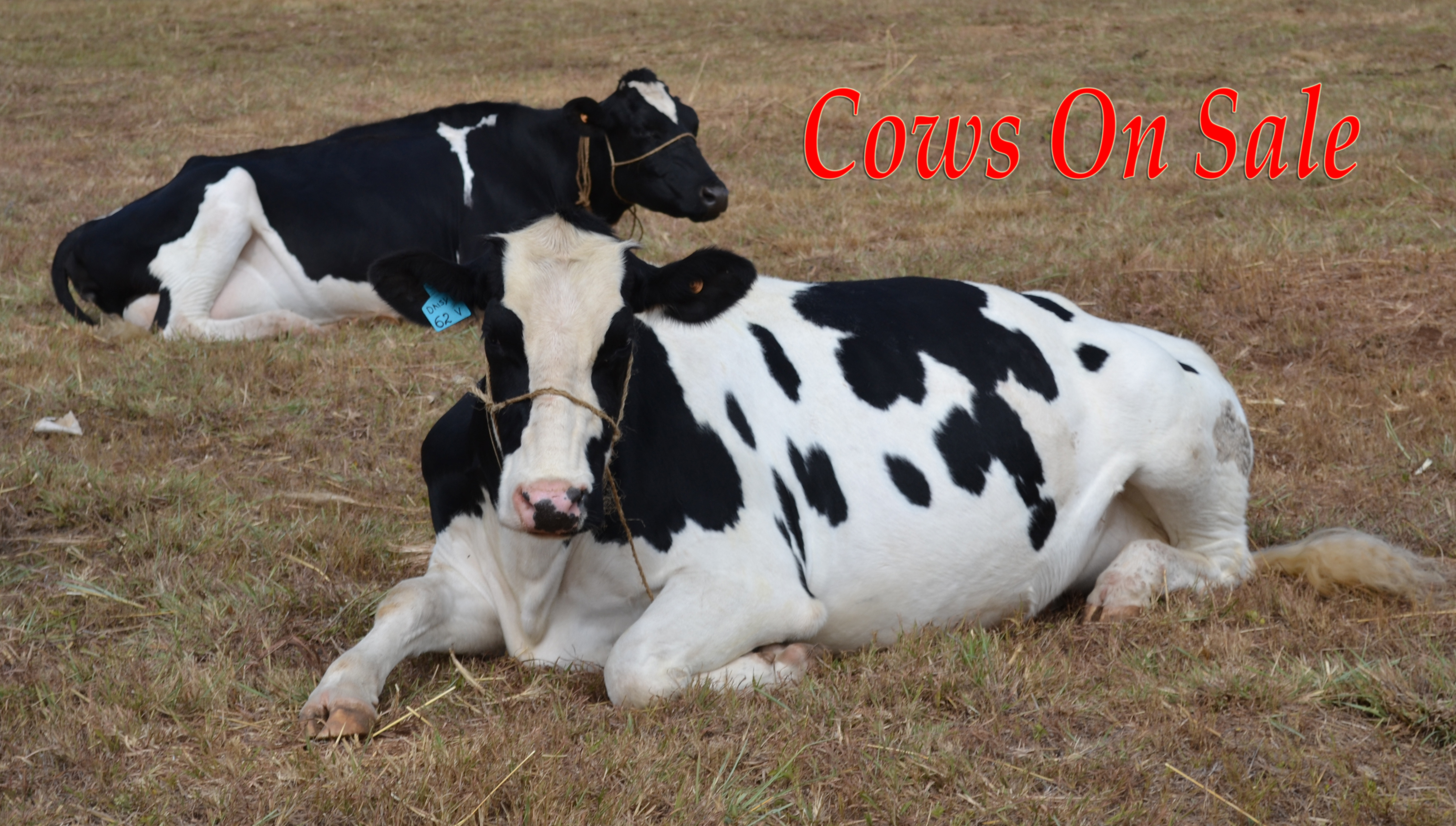 Dairy Cows for Sale in Kenya  cellfam